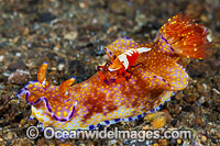 Nudibranch with Shrimp Photo - Gary Bell