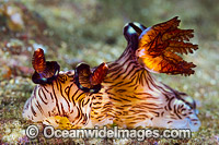 Nudibranch Jorunna rubescens Photo - Gary Bell