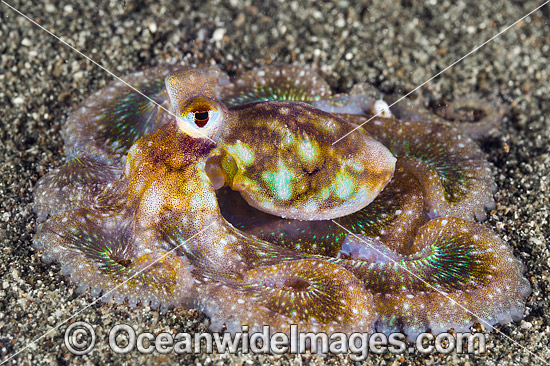 Veined Octopus photo Veined Octopus photo