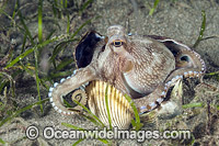 Veined Octopus hiding in shell Photo - Gary Bell