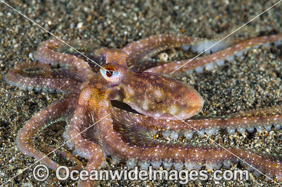 Veined Octopus photo Veined Octopus photo