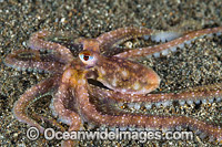 Veined Octopus Photo - Gary Bell