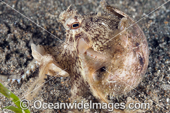 Veined Octopus hiding in coconut shell photo Veined Octopus hiding in coconut shell photo