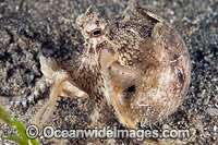 Veined Octopus hiding in coconut shell Photo - Gary Bell