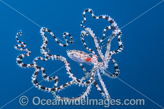 Mimic Octopus swimming photo Mimic Octopus swimming photo