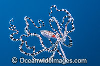 Mimic Octopus swimming Photo - Gary Bell
