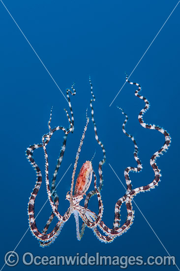 Mimic Octopus swimming photo Mimic Octopus swimming photo