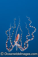 Mimic Octopus swimming Photo - Gary Bell