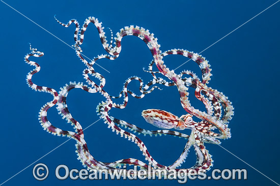 Mimic Octopus swimming photo Mimic Octopus swimming photo
