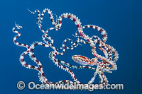 Mimic Octopus swimming Photo - Gary Bell