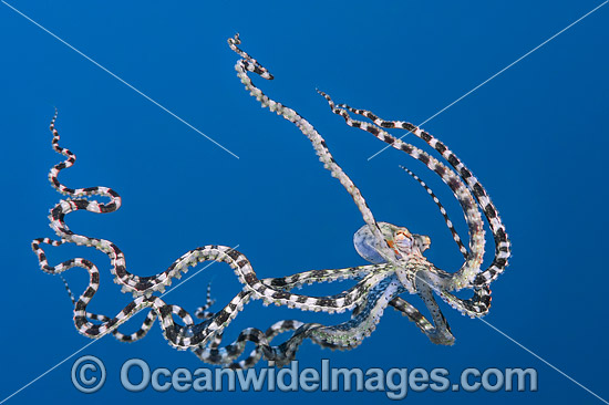 Mimic Octopus swimming photo Mimic Octopus swimming photo