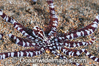 Mimic Octopus Photo - Gary Bell