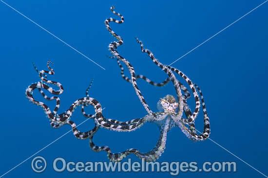 Mimic Octopus swimming photo Mimic Octopus swimming photo