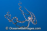 Mimic Octopus swimming Photo - Gary Bell