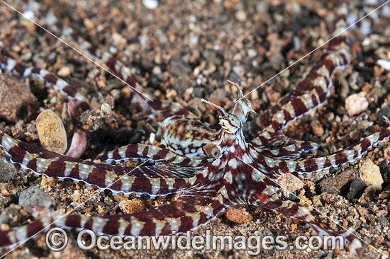 Mimic Octopus photo Mimic Octopus photo