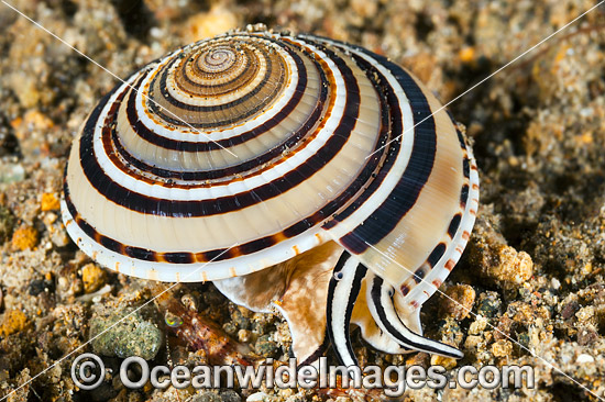 Sundial Shell Architectonica perspectiva photo Sundial Shell Architectonica perspectiva photo