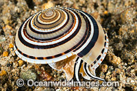 Sundial Shell Architectonica perspectiva Photo - Gary Bell