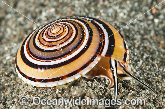 Sundial Shell Architectonica perspectiva photo Sundial Shell Architectonica perspectiva photo