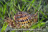 Harp Shell Photo - Gary Bell