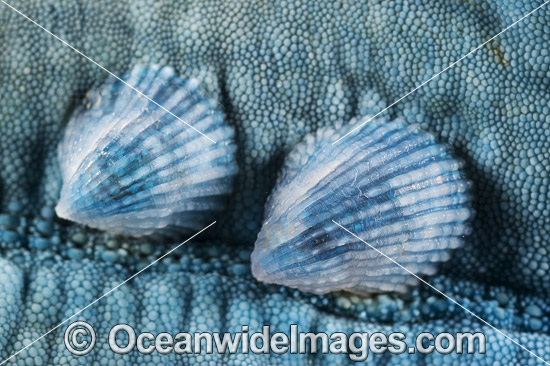 Parasitic Shell on Sea Star photo Parasitic Shell on Sea Star photo