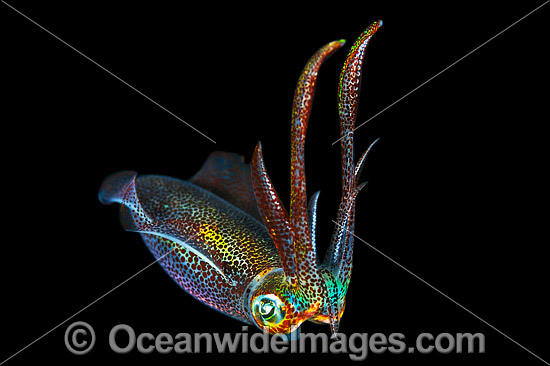 Bigfin Reef Squid juvenile photo Bigfin Reef Squid juvenile photo
