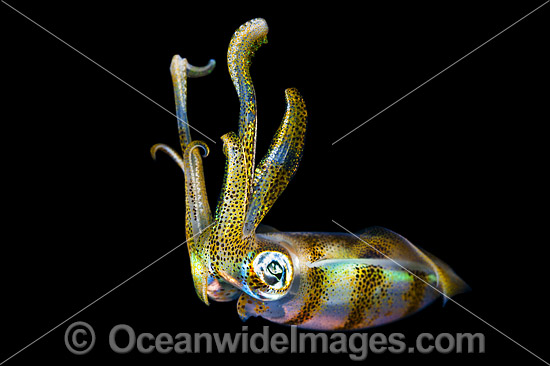 Bigfin Reef Squid juvenile photo Bigfin Reef Squid juvenile photo