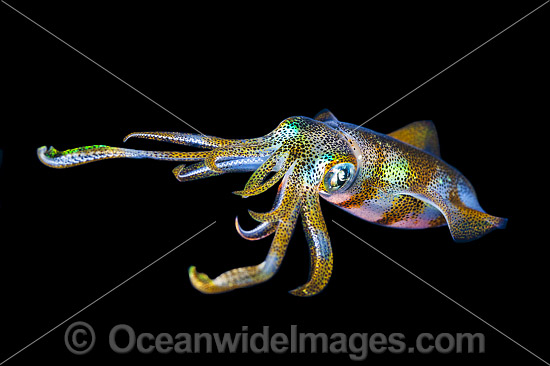 Bigfin Reef Squid Sepioteuthis lessoniana photo Bigfin Reef Squid Sepioteuthis lessoniana photo