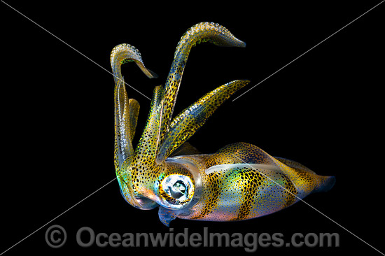 Bigfin Reef Squid juvenile photo Bigfin Reef Squid juvenile photo