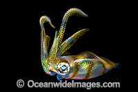 Bigfin Reef Squid juvenile Photo - Gary Bell