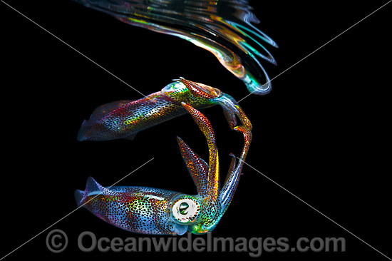 Bigfin Reef Squid juvenile photo Bigfin Reef Squid juvenile photo