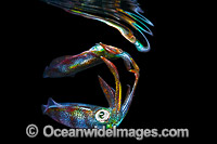 Bigfin Reef Squid juvenile Photo - Gary Bell