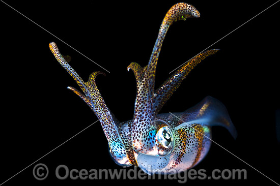 Bigfin Reef Squid Sepioteuthis lessoniana photo Bigfin Reef Squid Sepioteuthis lessoniana photo