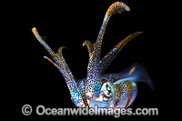 Bigfin Reef Squid Sepioteuthis lessoniana Photo - Gary Bell