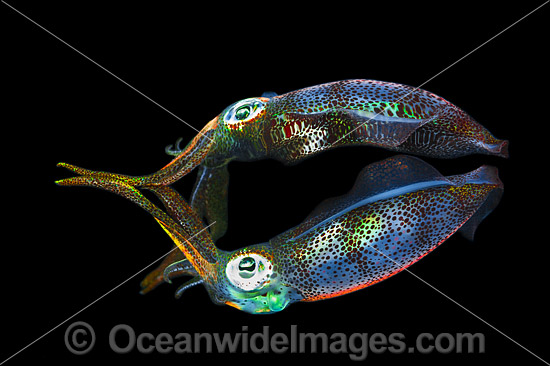 Bigfin Reef Squid juvenile photo Bigfin Reef Squid juvenile photo