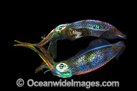 Bigfin Reef Squid juvenile Photo - Gary Bell