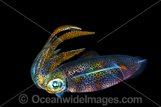 Bigfin Reef Squid juvenile photo Bigfin Reef Squid juvenile photo