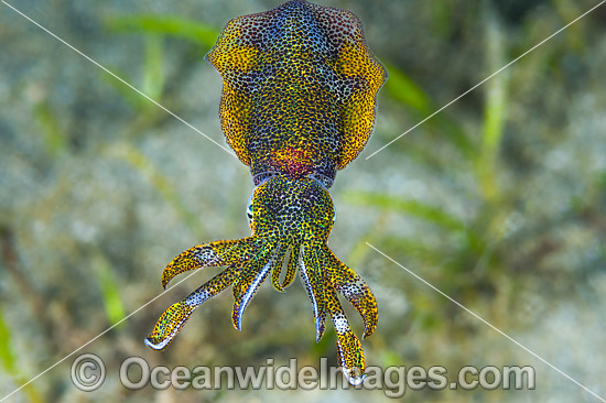 Bigfin Reef Squid Sepioteuthis lessoniana photo Bigfin Reef Squid Sepioteuthis lessoniana photo