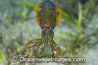 Bigfin Reef Squid Sepioteuthis lessoniana Photo - Gary Bell