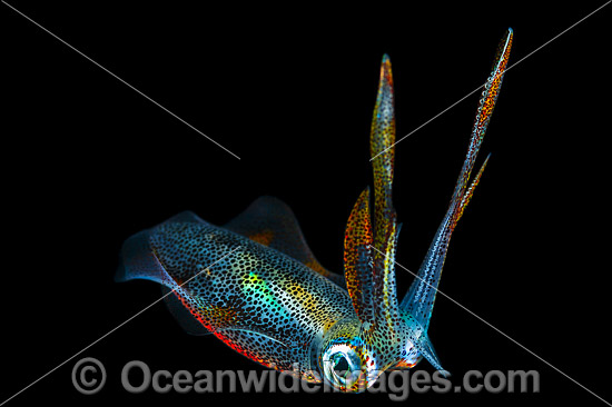 Bigfin Reef Squid juvenile photo Bigfin Reef Squid juvenile photo