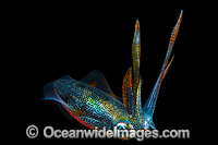 Bigfin Reef Squid juvenile Photo - Gary Bell
