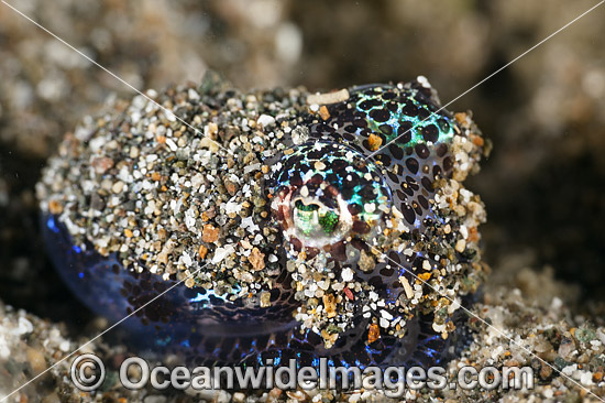 Bobtail Squid Euprymna berryi photo Bobtail Squid Euprymna berryi photo