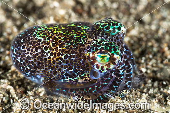 Bobtail Squid Euprymna berryi photo Bobtail Squid Euprymna berryi photo