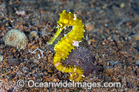 Thorny Seahorse Photo - Gary Bell