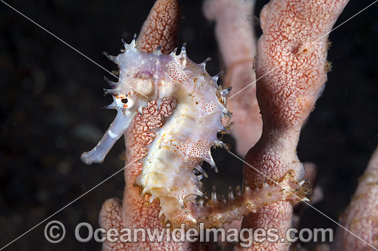 Thorny Seahorse photo