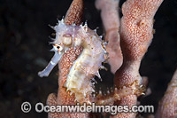 Thorny Seahorse Photo - Gary Bell