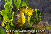 Thorny Seahorse Photo - Gary Bell