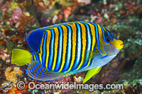 Regal Angelfish Pygoplites diacanthus Photo - Gary Bell