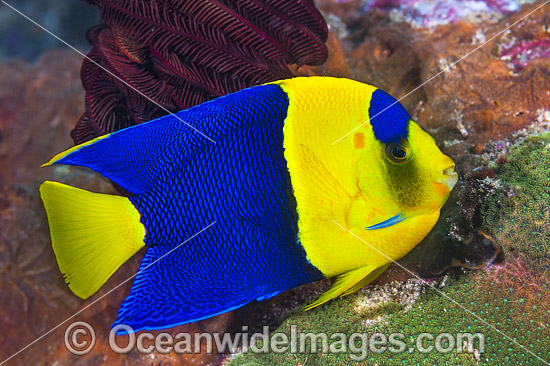 Bicolor Angelfish Centropyge bicolor photo Bicolor Angelfish Centropyge bicolor photo