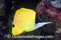 Long-nose Butterflyfish Photo - Gary Bell