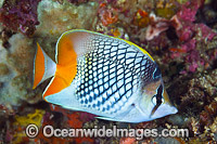 Cross-hatch Butterflyfish Photo - Gary Bell